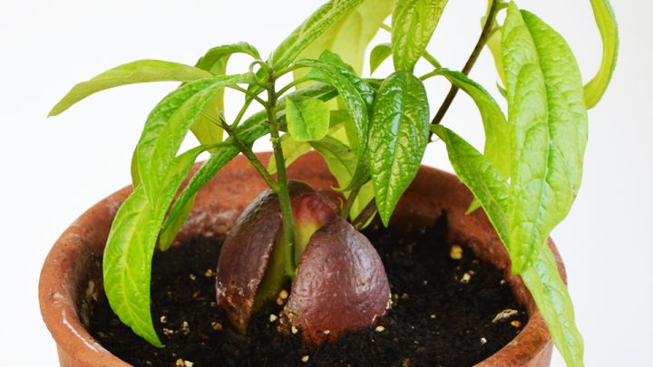 Come crescere una pianta di avocado dal seme -- Funziona DAVVERO!! www.cucicucicoo.com